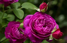 Purple Roses Puzzle