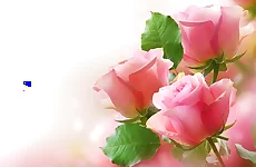 Pink Roses Puzzle