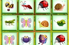 Find the Insect