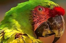 Parrot Bird Puzzle