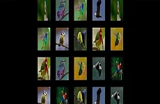 memorize the birds