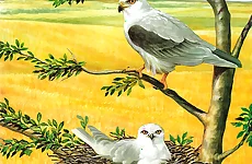 Birds of Prey Puzzle