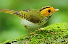 Birds Slide
