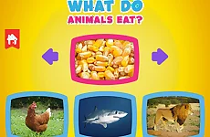 What do animals eat