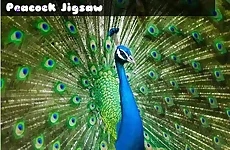 Peacock Jigsaw