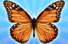 MergeButerfly: 2048!